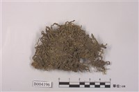 藏品(光萼蘚屬)的圖片